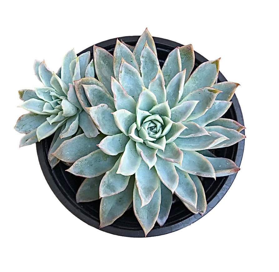 Echeveria 'Violet Queen' - Succulent Artworks