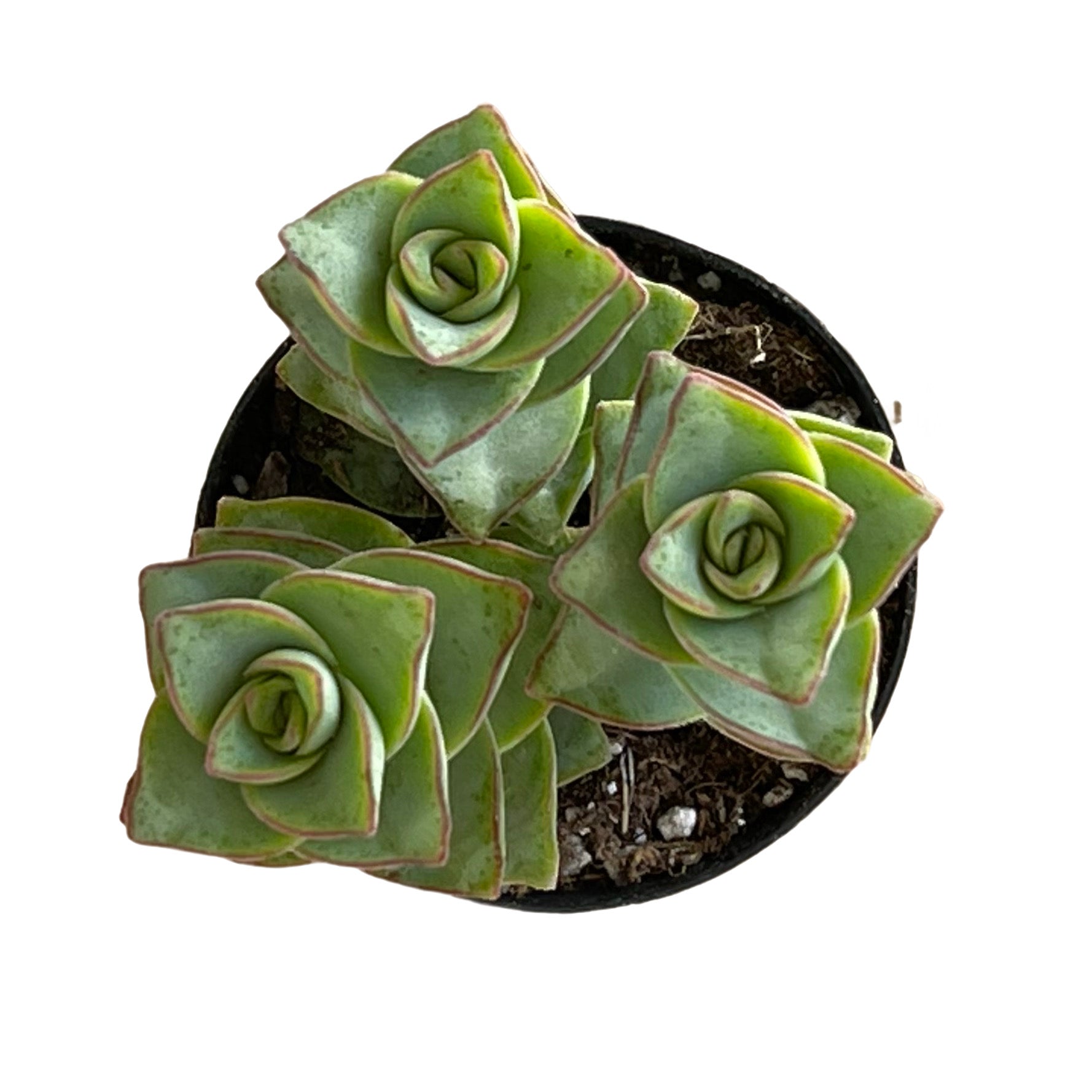 button succulent plant Crassula perforata 'String of Buttons'