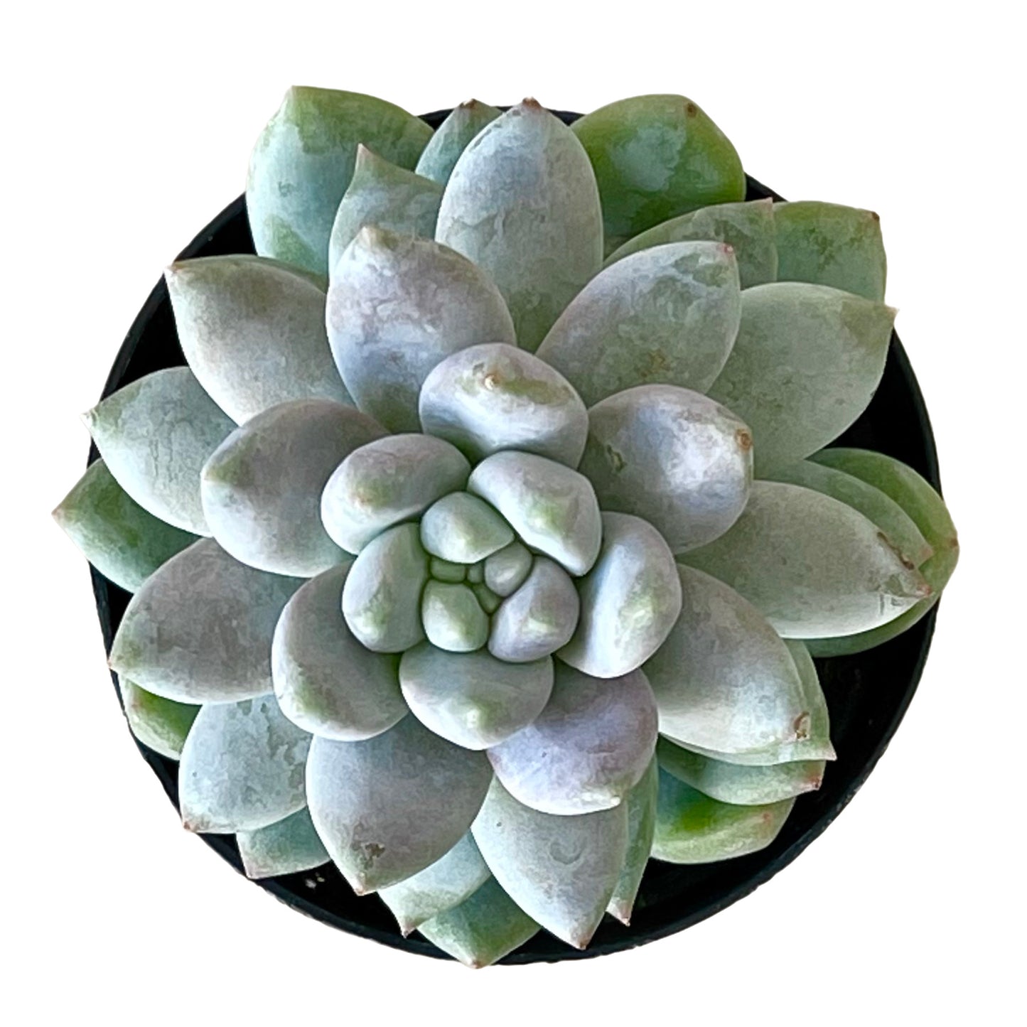 Sedevaria 'Lilac Mist' - Succulent Artworks