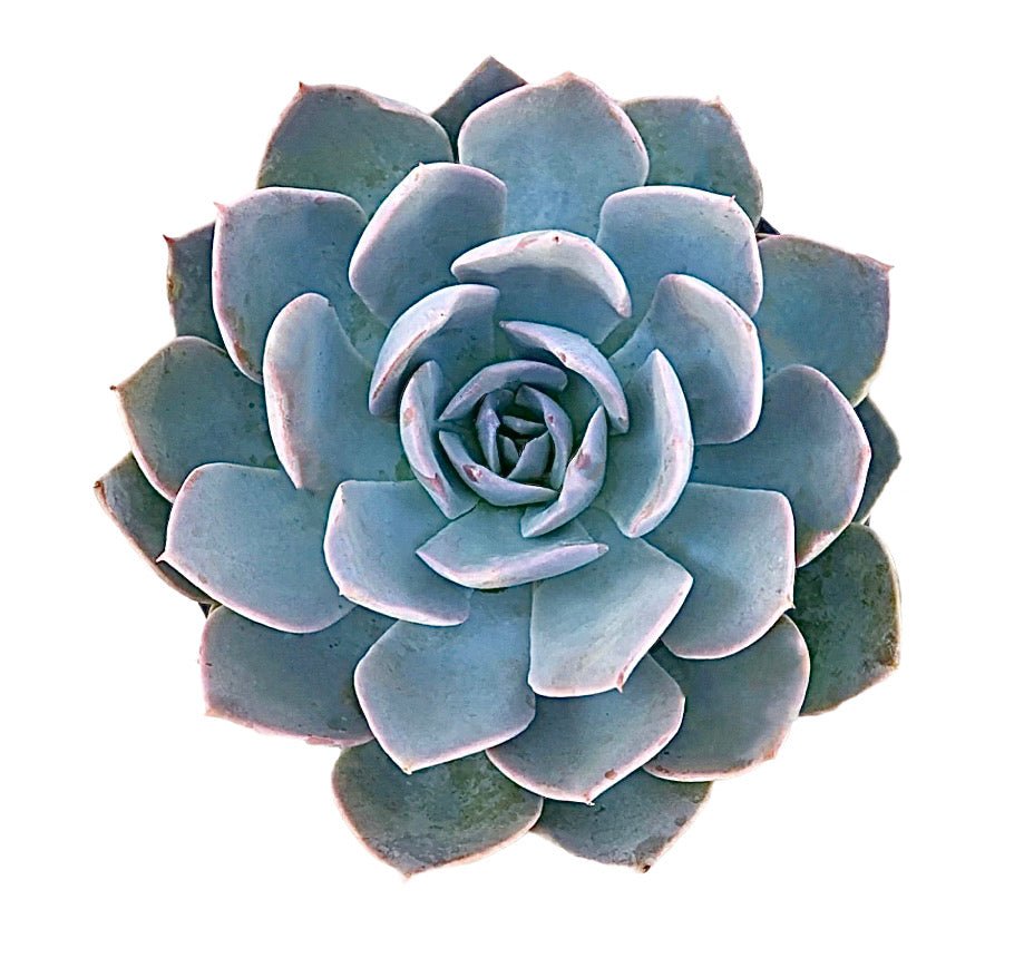 Echeveria subsessilis 'Morning Beauty' - Succulent Artworks