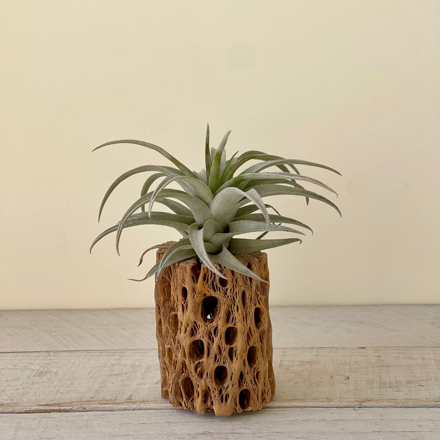 Rare Tillandsia Capitata yellow star