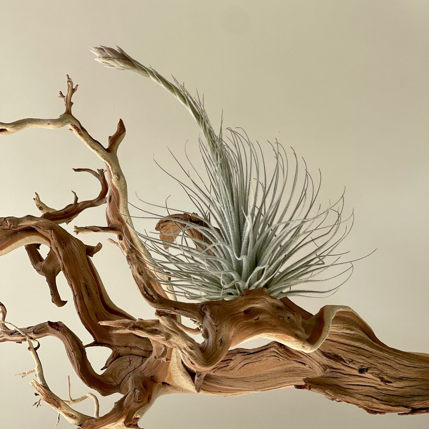 Tillandsia Tectorum Giant Air Plant - Succulent Artworks