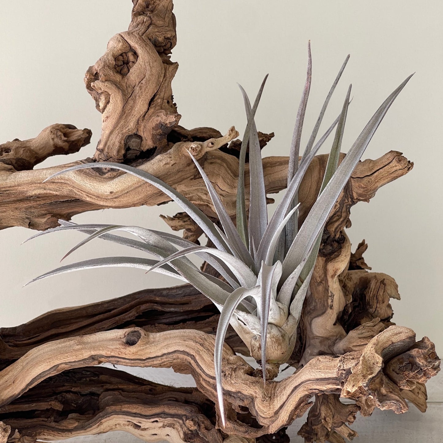 Tillandsia Fasciculata - the giant Air Plant - Succulent Artworks