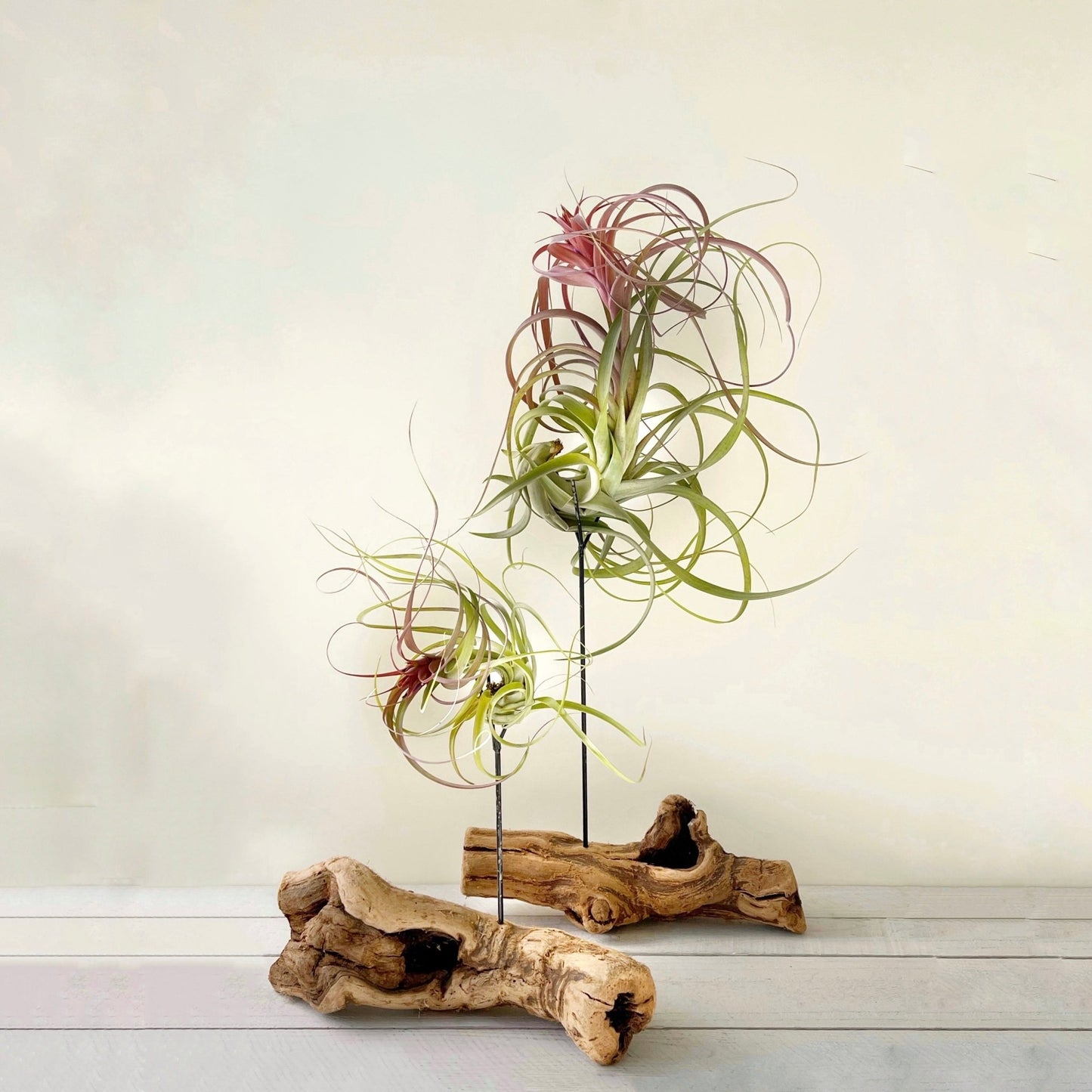 Tillandsia Flabalata rubra Air Plant - Succulent Artworks