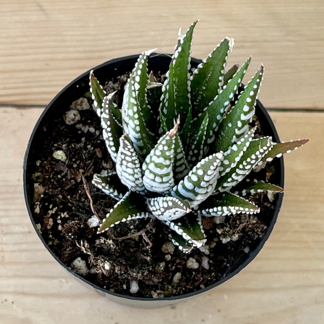 Succulents that need less sunshine