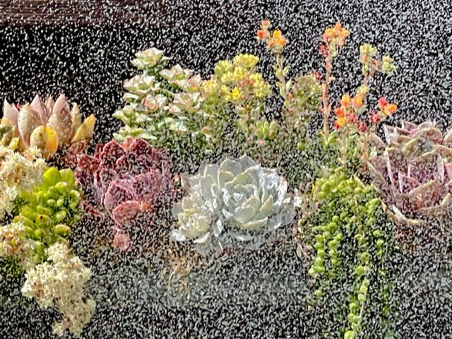 How Much Water do Succulents Need?