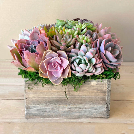 Succulent Arrangement Care