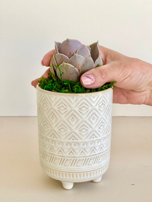 Succulent Care- When to Water