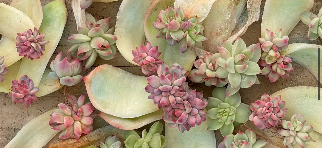 How to Propagate Succulent Plants From Leaves