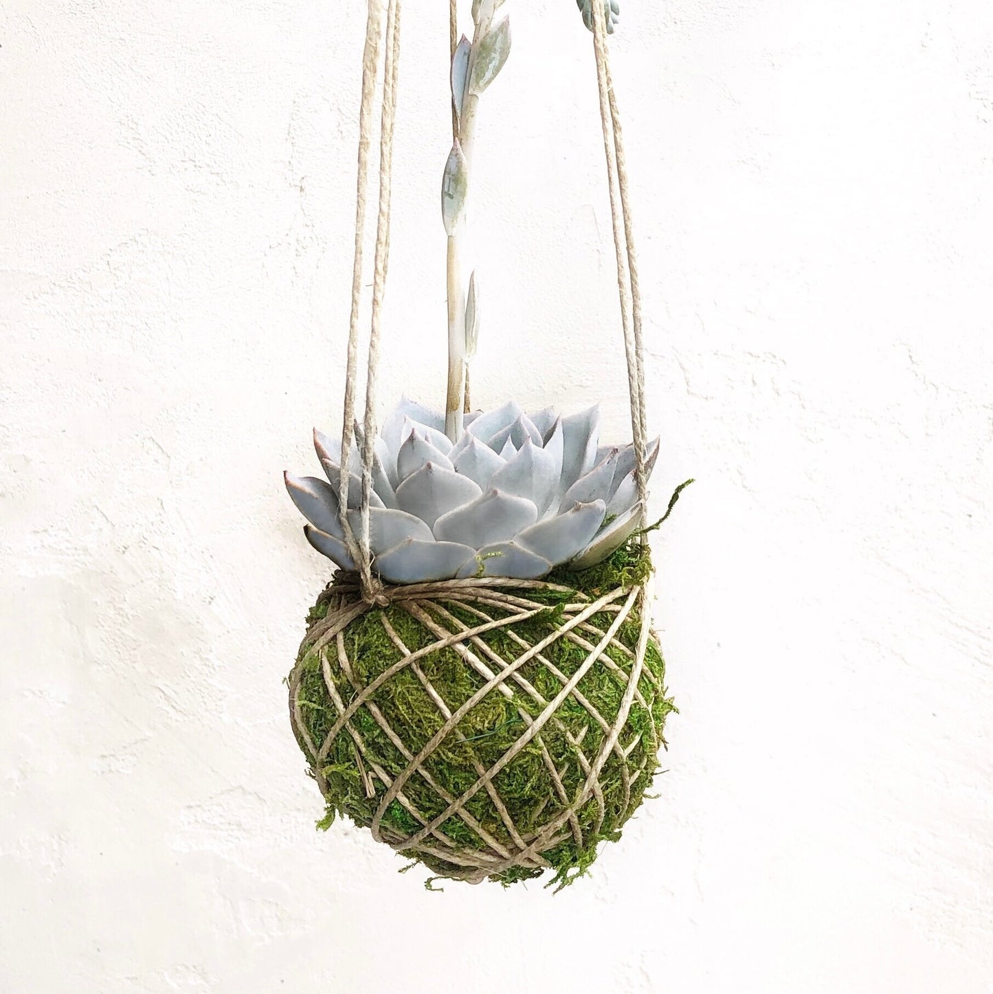 kokedama succulent ball Kokedama Hanging