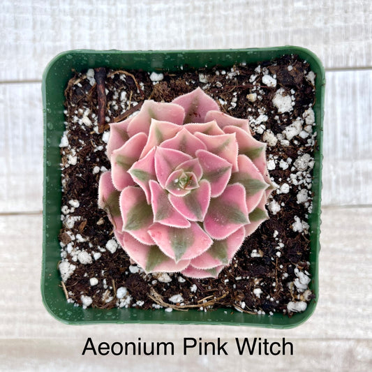 Rare Aeonium Pink Witch