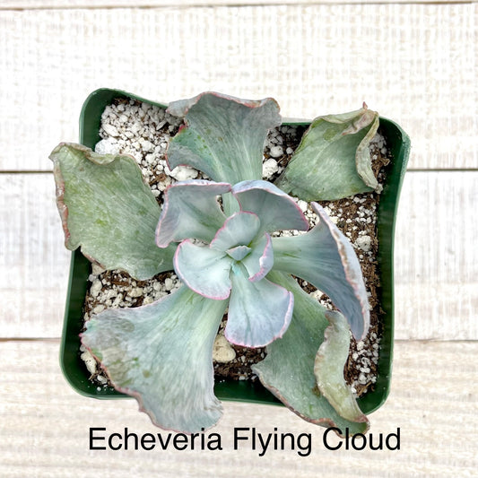 Rare Echeveria Flying Cloud