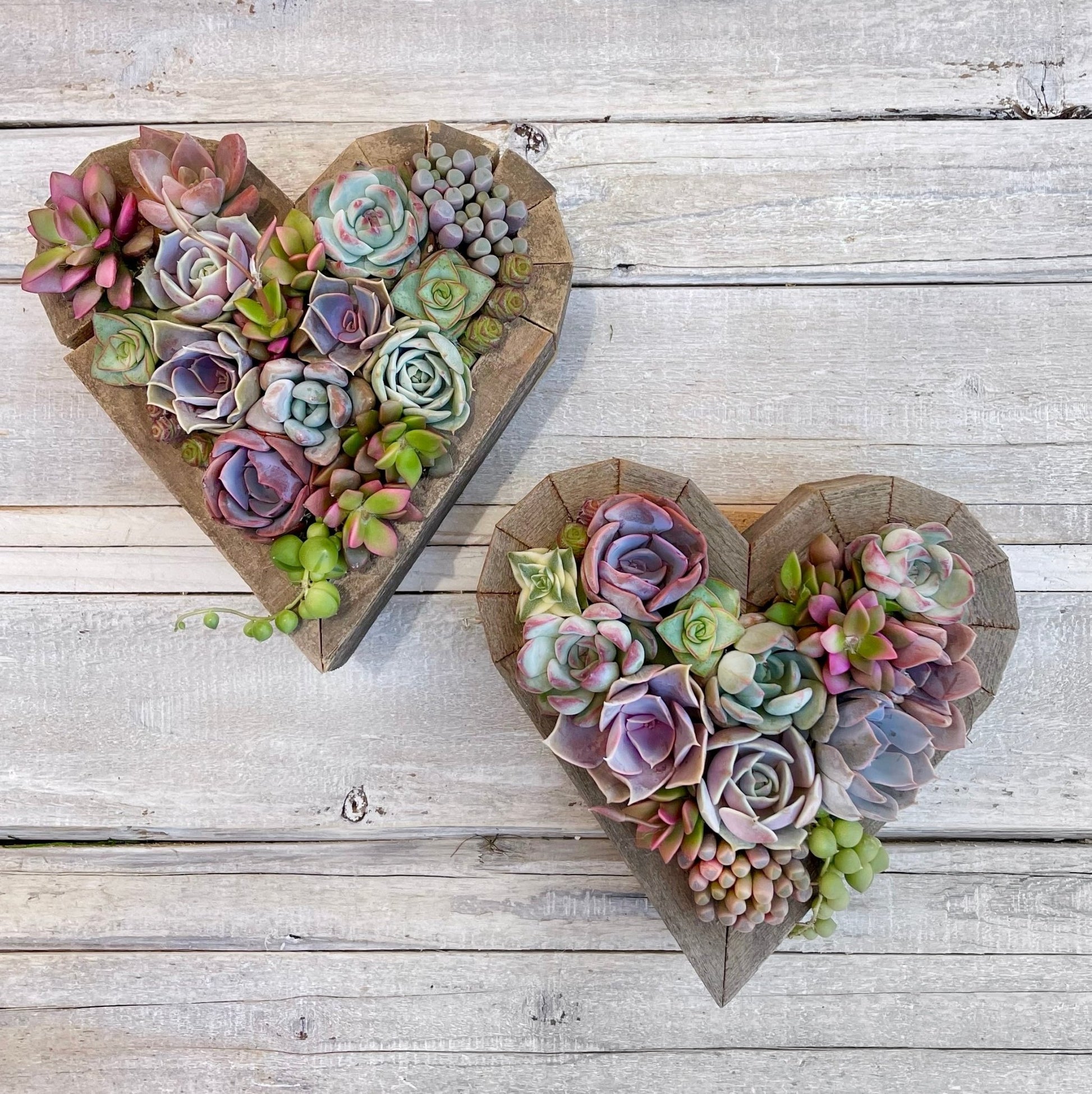 succulent heart Succulent Arrangement