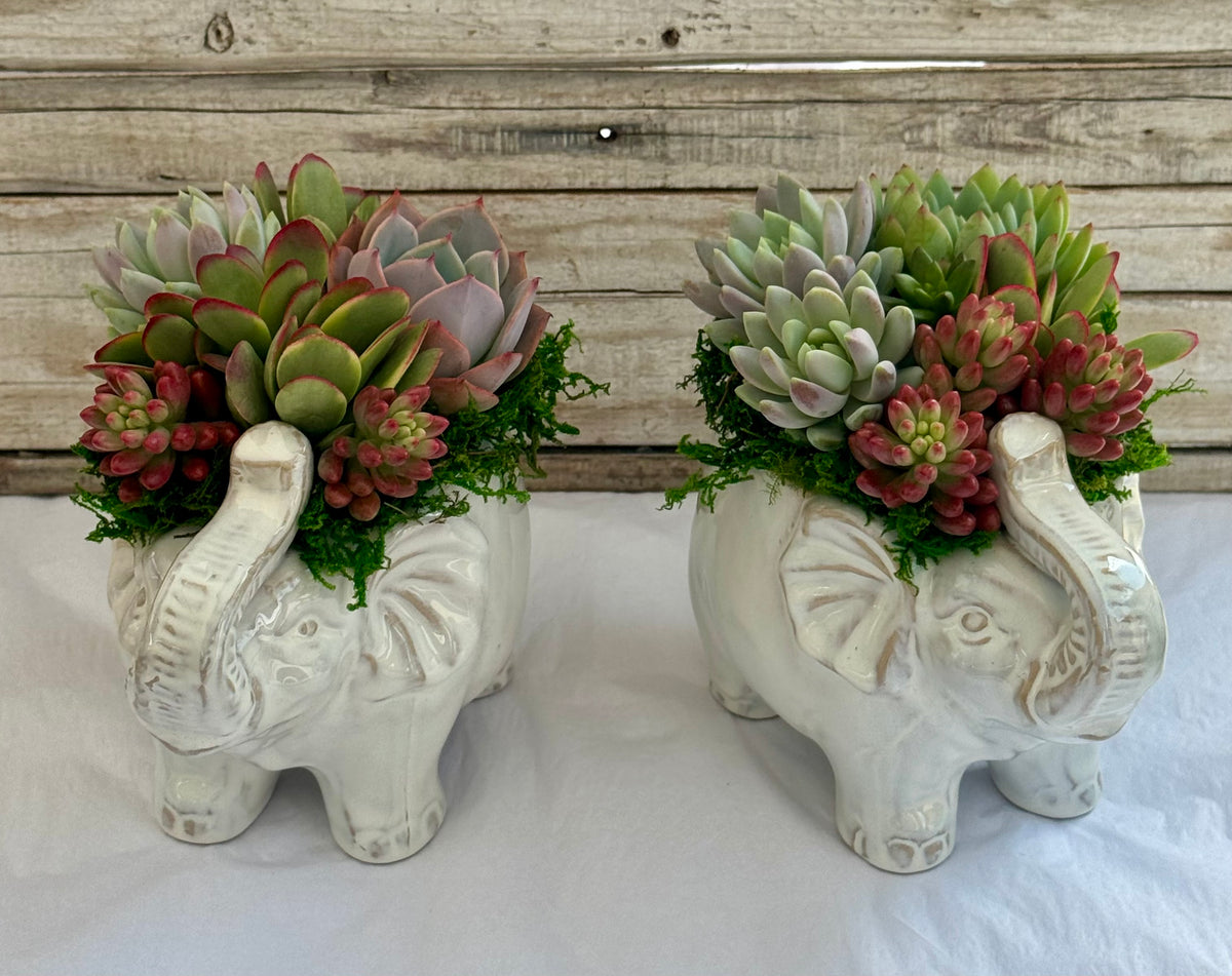 Ellie Elephant Succulent Planter