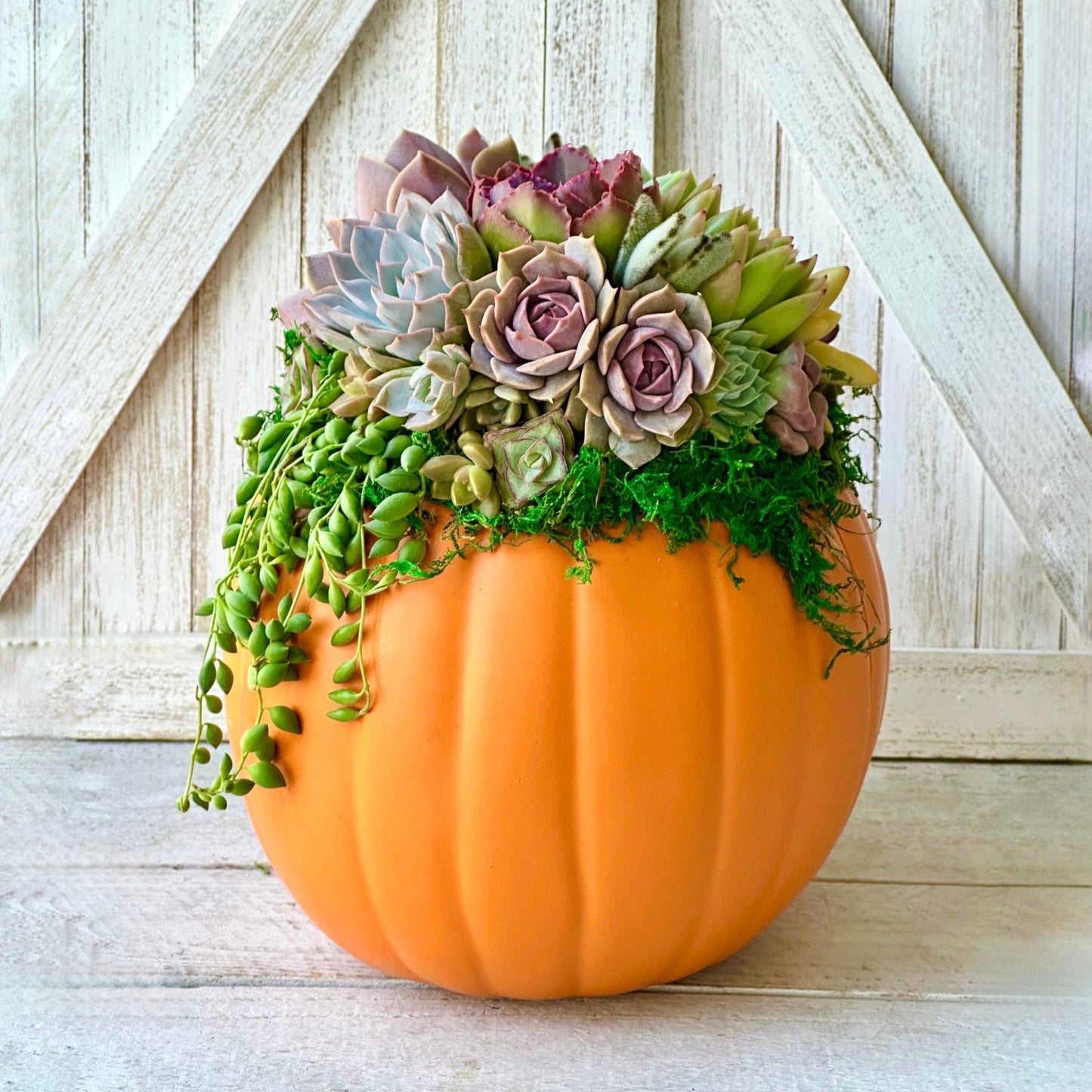 Succulent Trimmed Pumpkins - Succulent Artworks