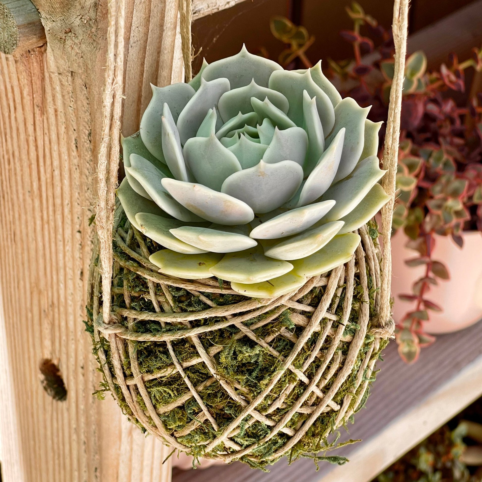 kokedama hanging plants Kokedama Hanging