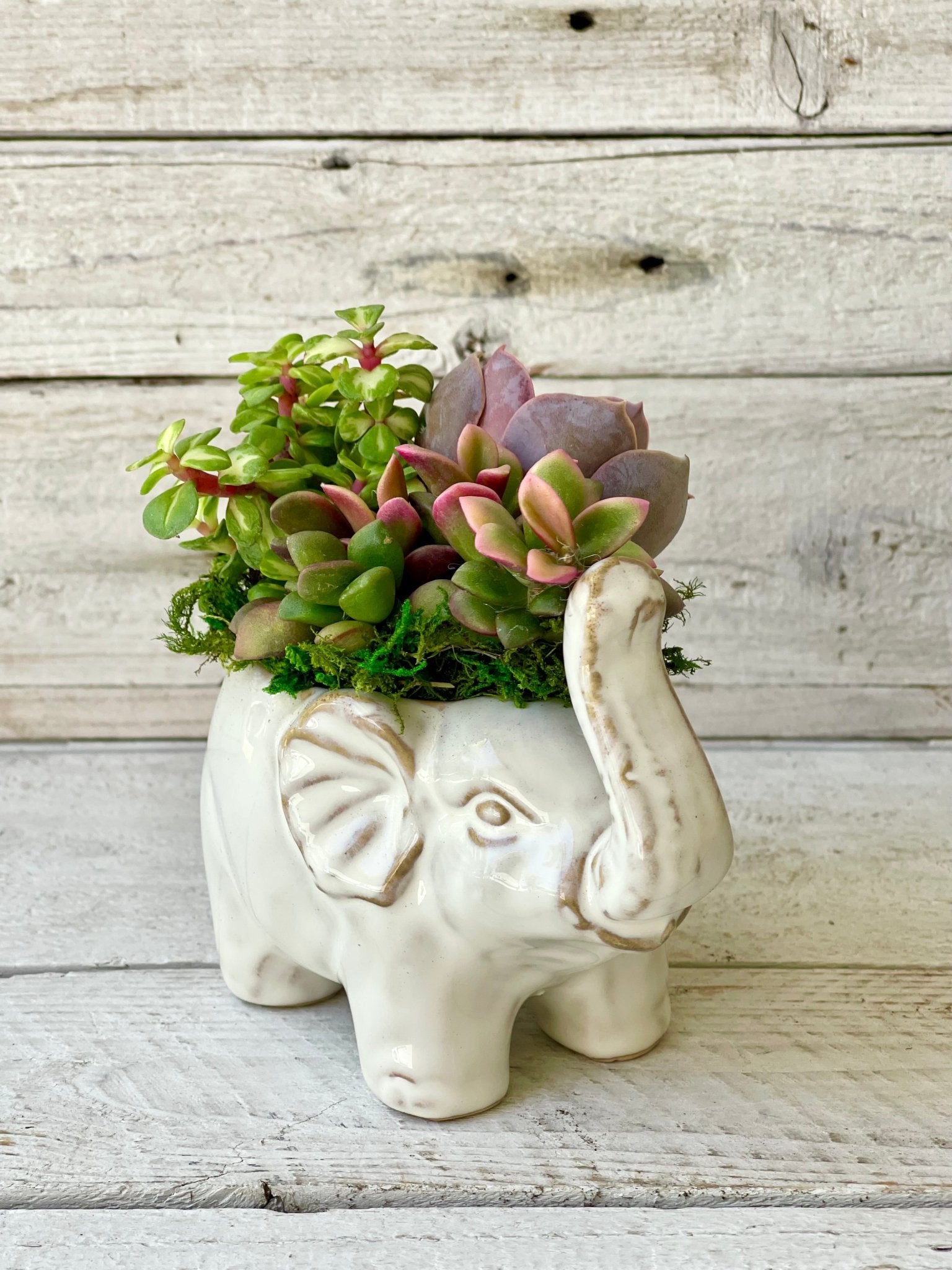 white elephant plant pot Ellie Elephant Succulent Planter