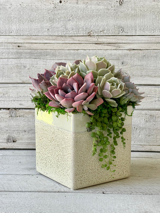 A modern, 6-inch, two-tone ceramic planter with a raw, sand-textured base and glossy white upper half. Filled with a lush arrangement of pastel-toned succulents, featuring soft greens, blush pinks, and cascading string of pearls, set against a rustic wooden backdrop.