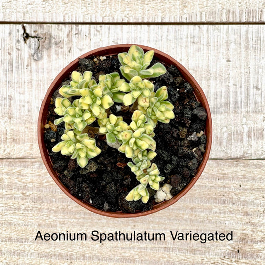 Rare Aeonium Spathulatum Variegated