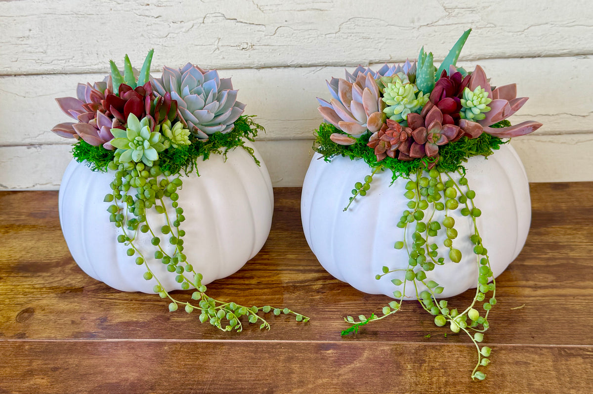 Succulent Pumpkin Arrangement – Ceramic Pot in Orange or Creamy White