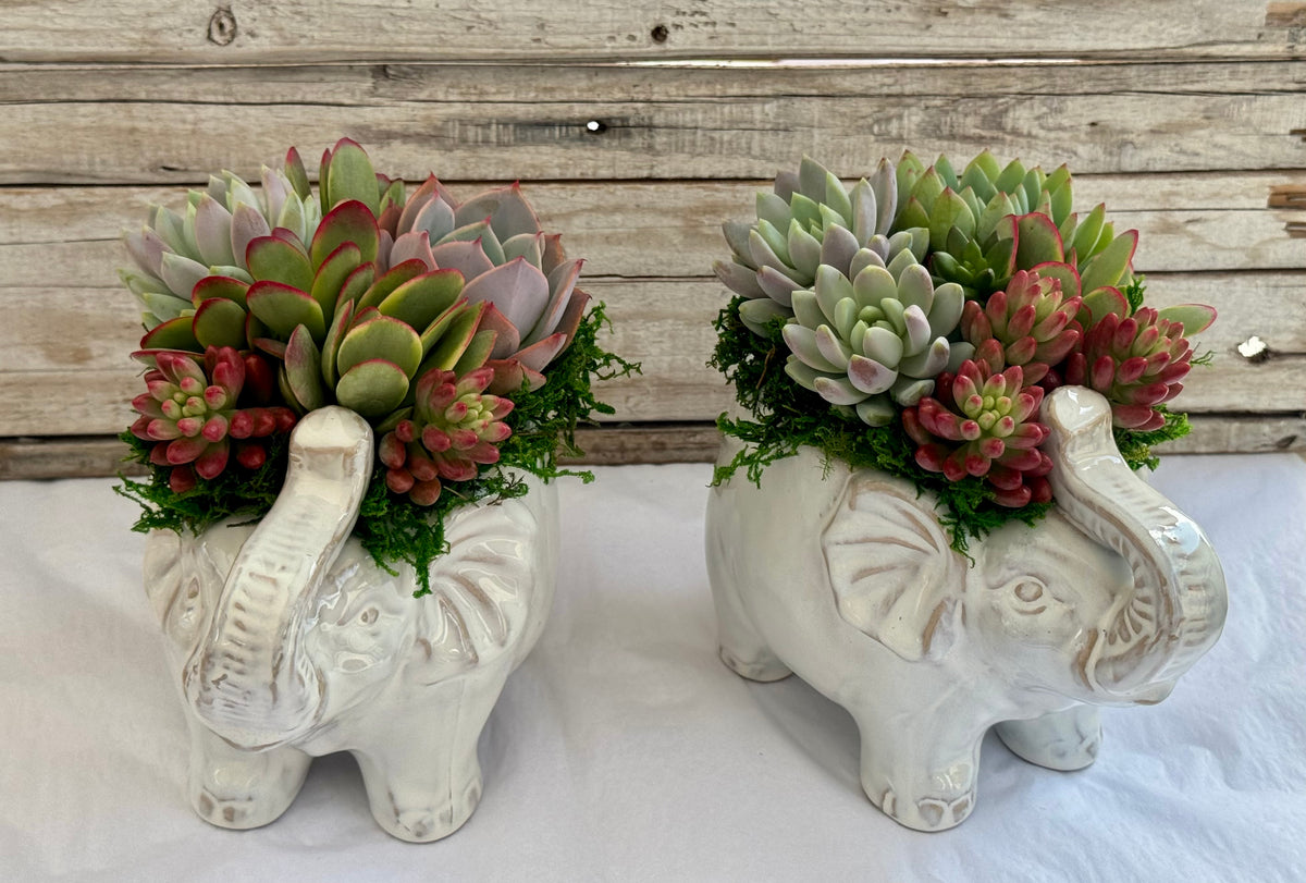 Ellie Elephant Succulent Planter