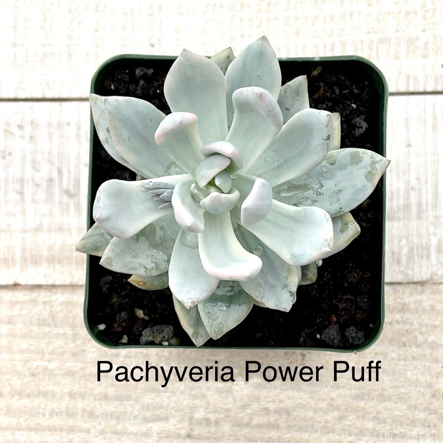 Rare Pachyveria Powder Puff