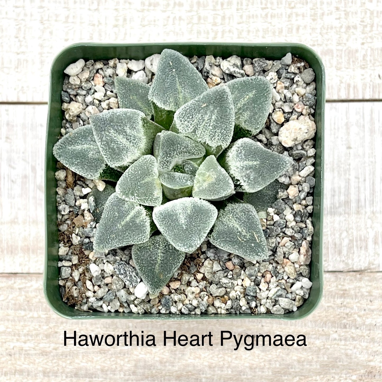 Rare Haworthia Heart Pygmaea