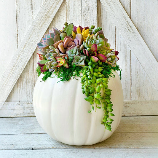 Succulent Trimmed Pumpkins - Succulent Artworks