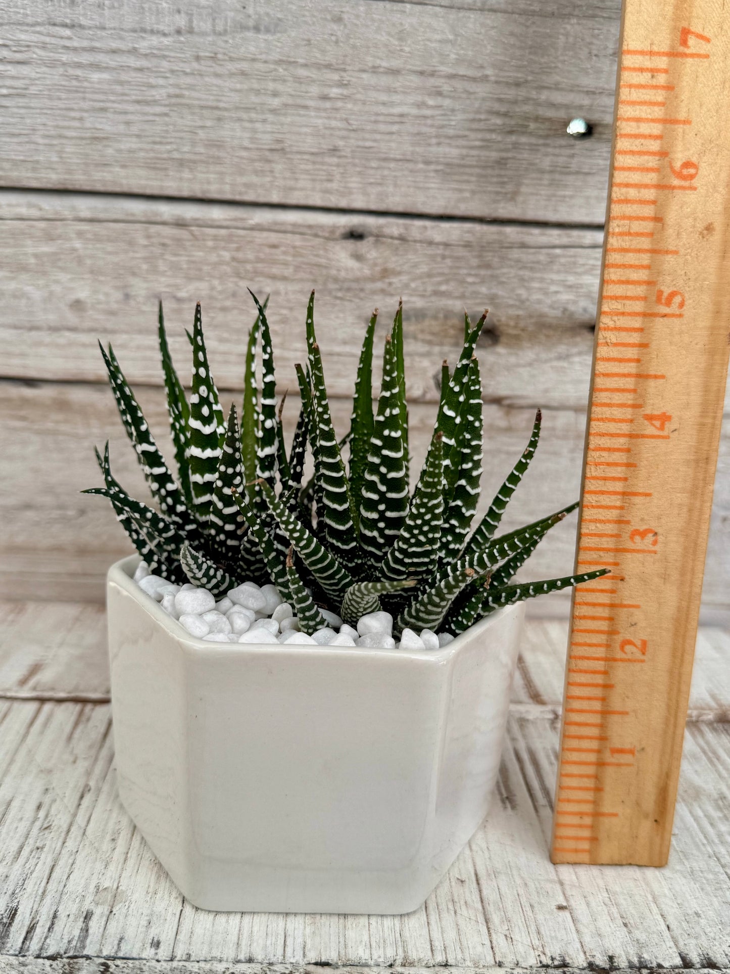 Potted Haworthia Zebra
