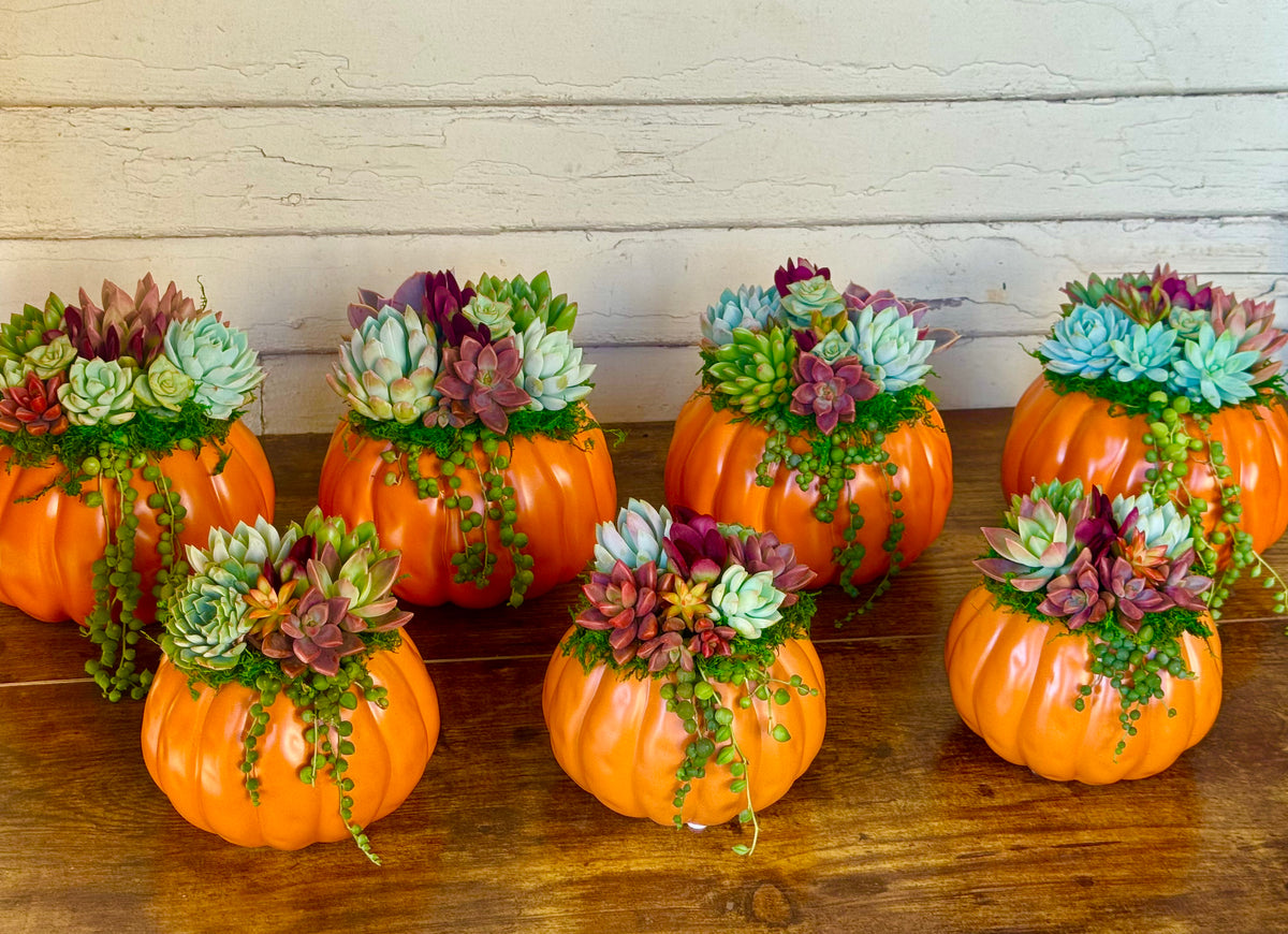Succulent Pumpkin Arrangement – Ceramic Pot in Orange or Creamy White
