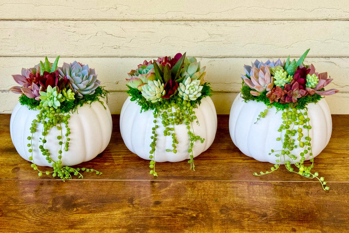 Succulent Pumpkin Arrangement – Ceramic Pot in Orange or Creamy White