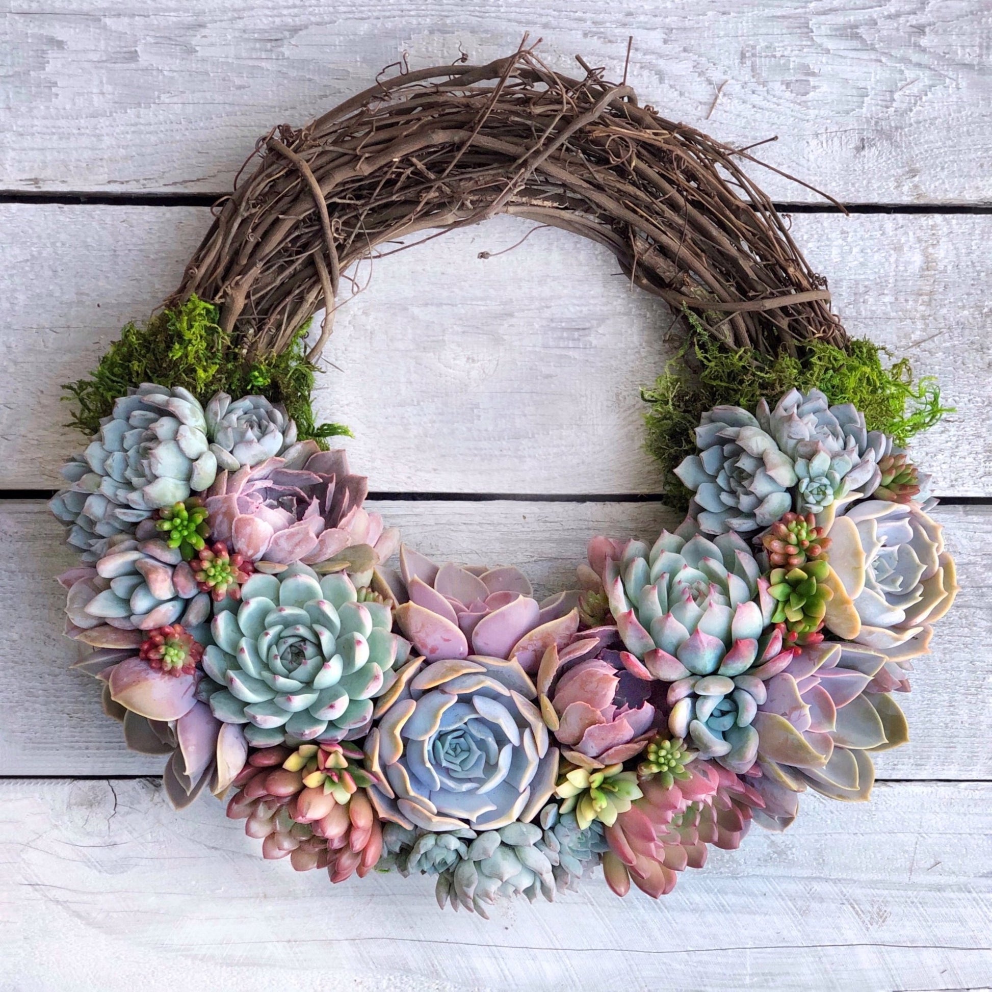 living art succulent diy kit Succulent Wreath DIY Kit – Create Your Own Living Art