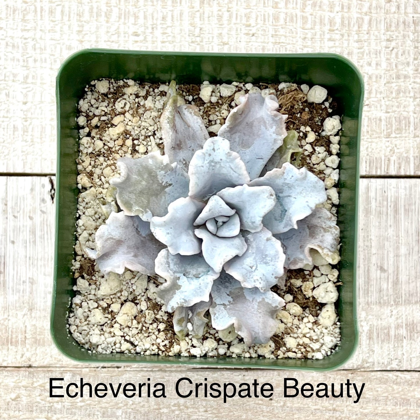 Rare Echeveria Crispate Beauty