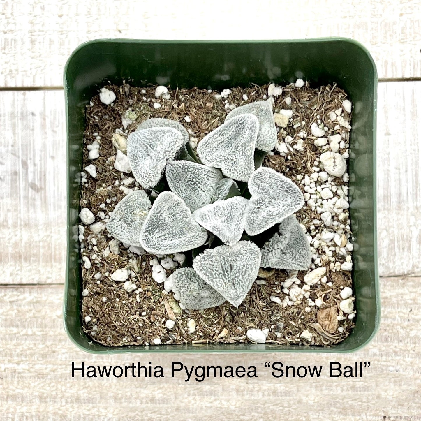 Rare Haworthia Pygmaea “Snow Ball”