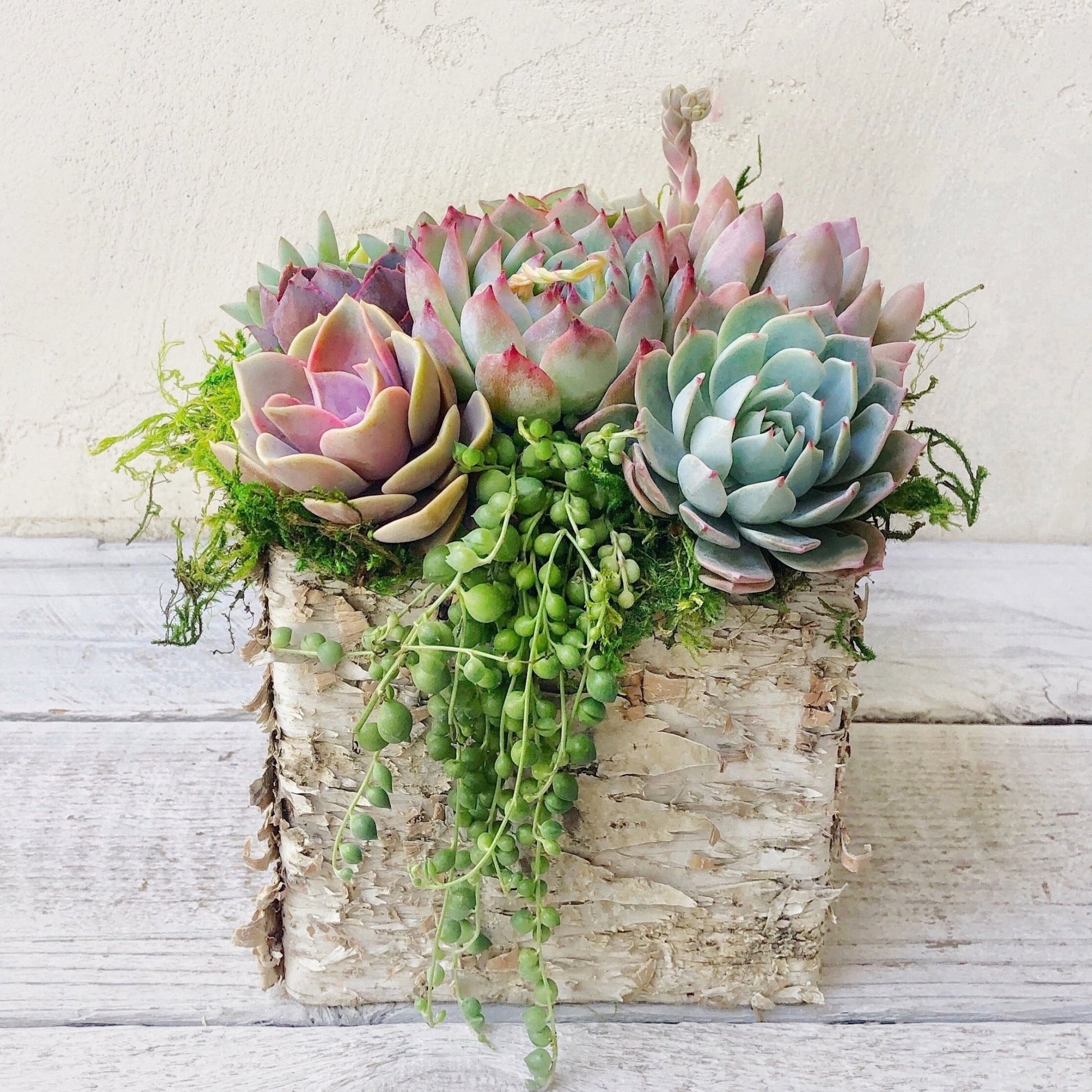 beautiful succulents Succulent Arrangement