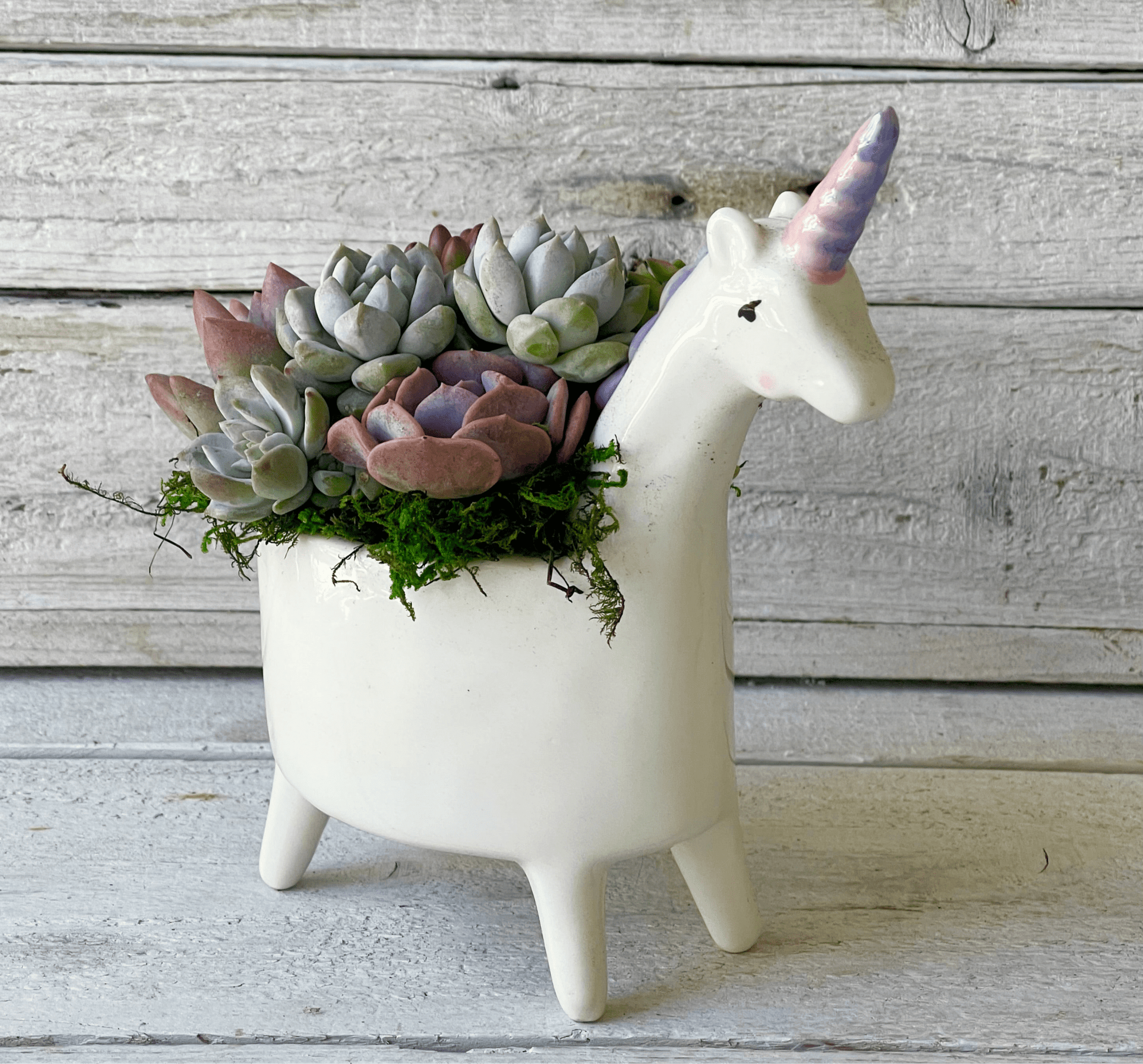 unicorn succulent planter Whimsical Rainbow Unicorn Succulent Planter