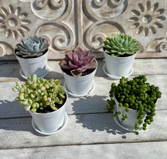 Succulent Pack