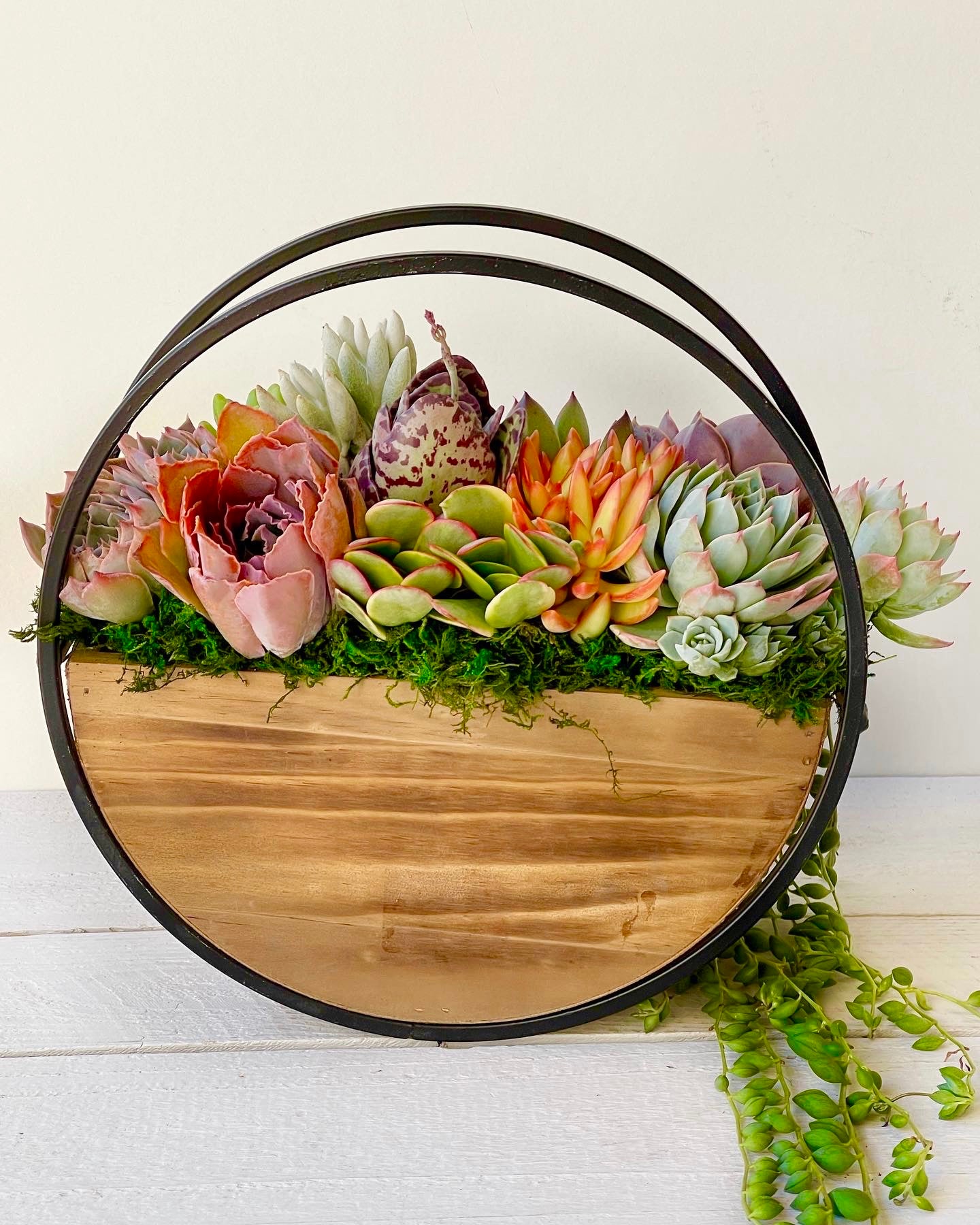 Oriana Succulent Table or Wall Planter