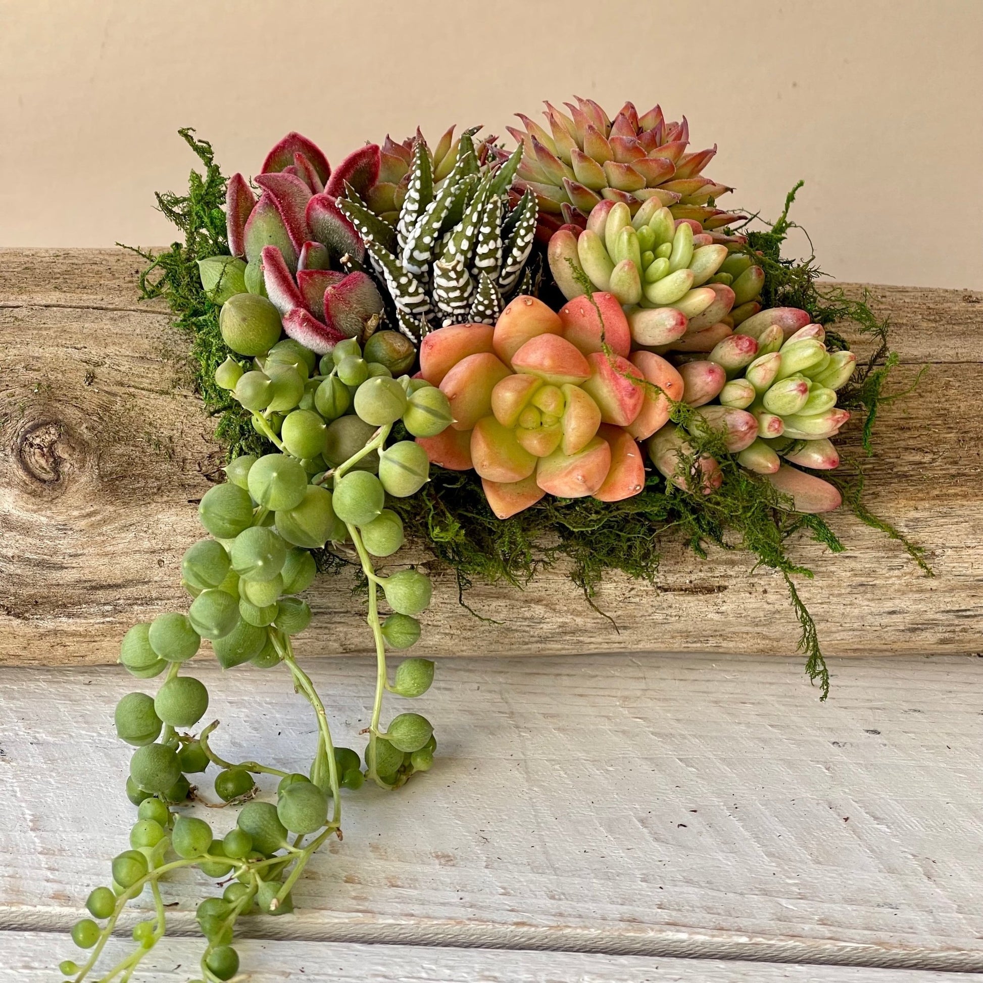 driftwood planter for succulents Natural Driftwood Planter