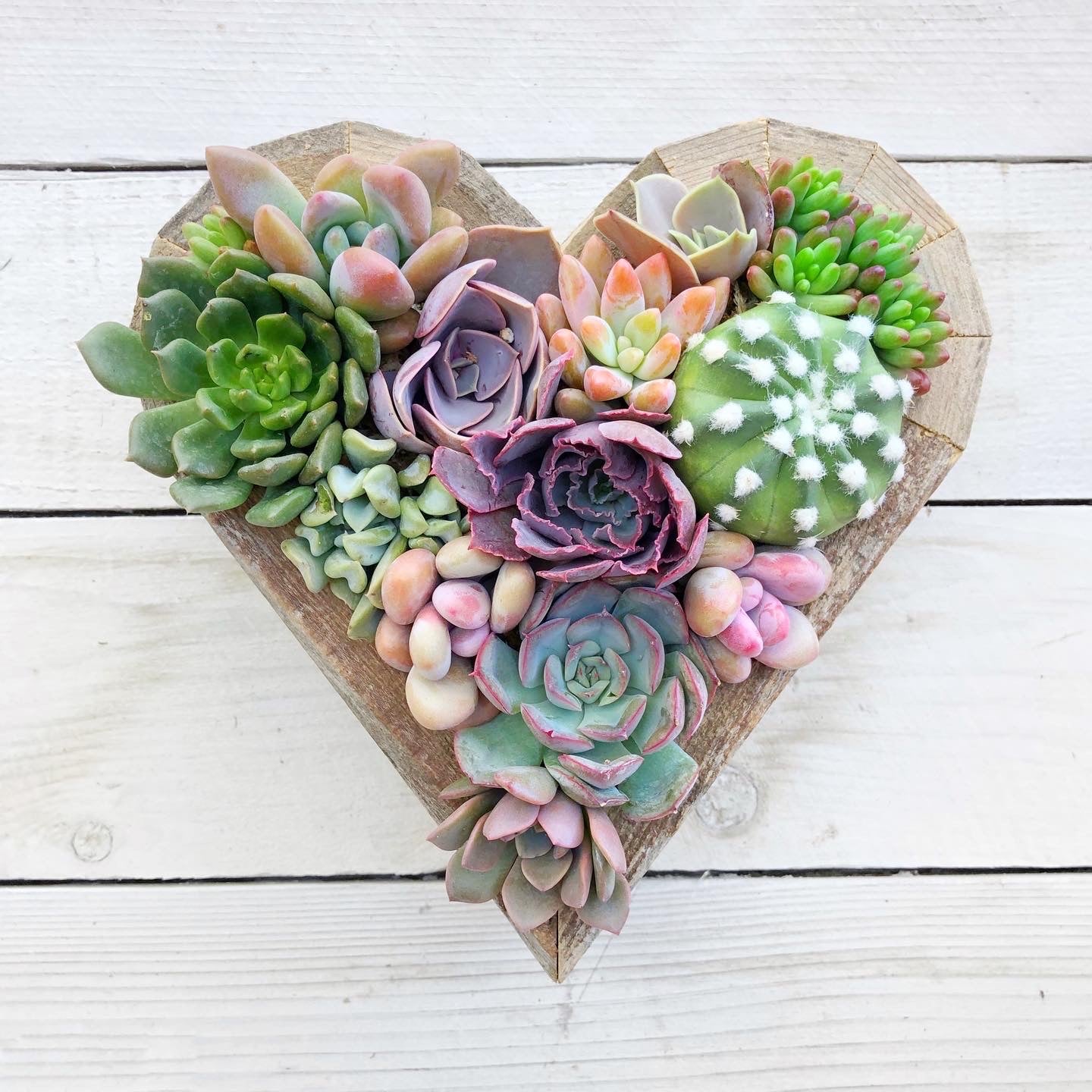 heart succulent planter Succulent Arrangement