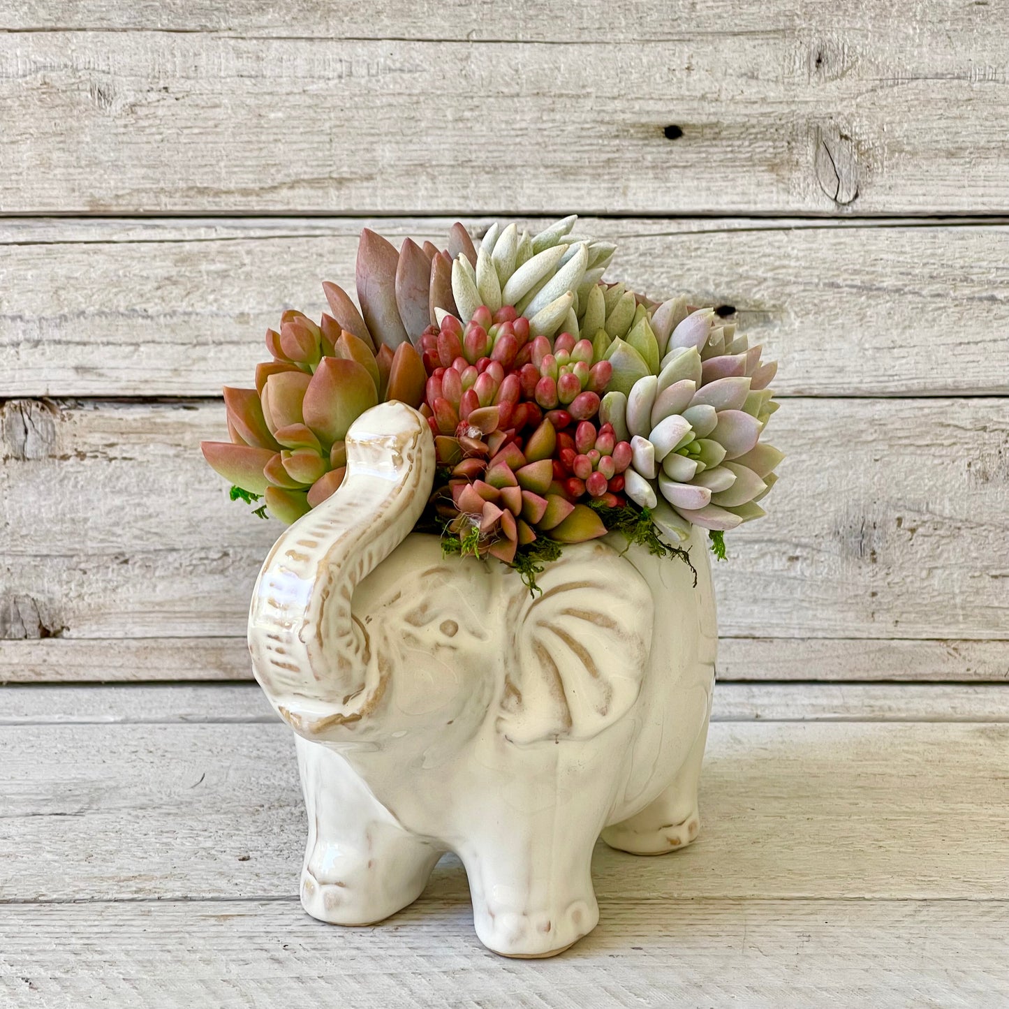 Ellie Elephant Succulent Planter- Artisan Charm Meets Natural Beauty