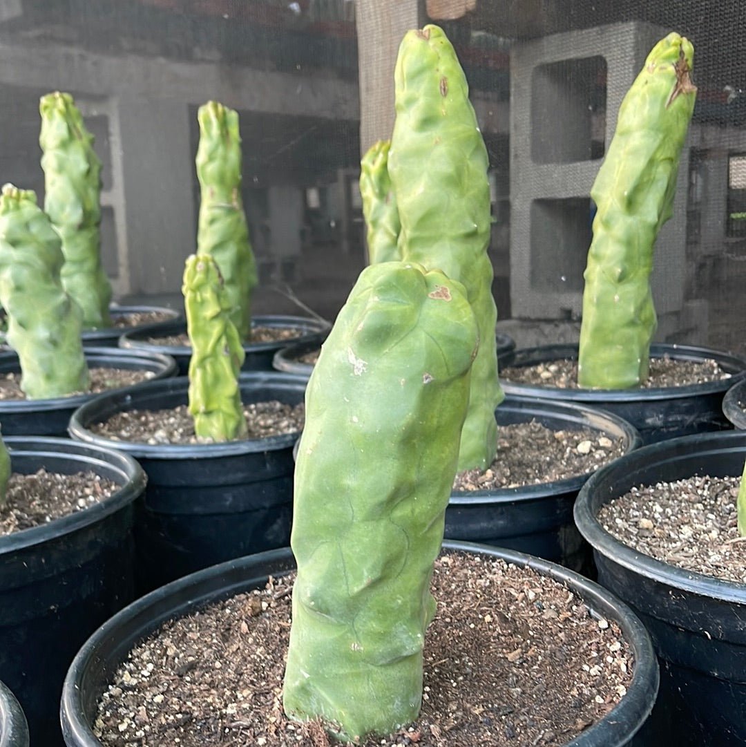 totem pole succulent Pachycereus schottii var. monstrosus. Totem pole cactus