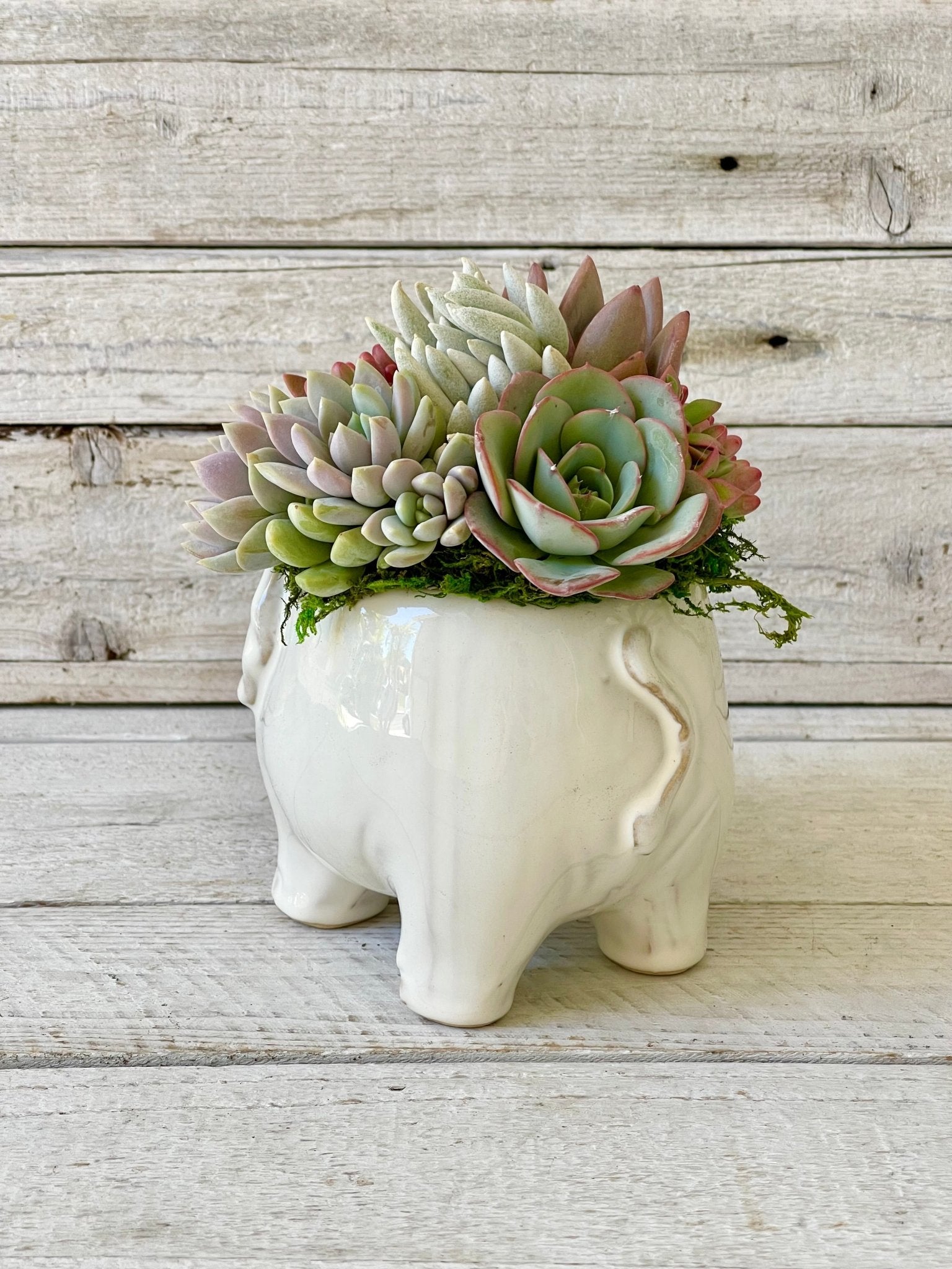 elephant planter with succulent Ellie Elephant Succulent Planter