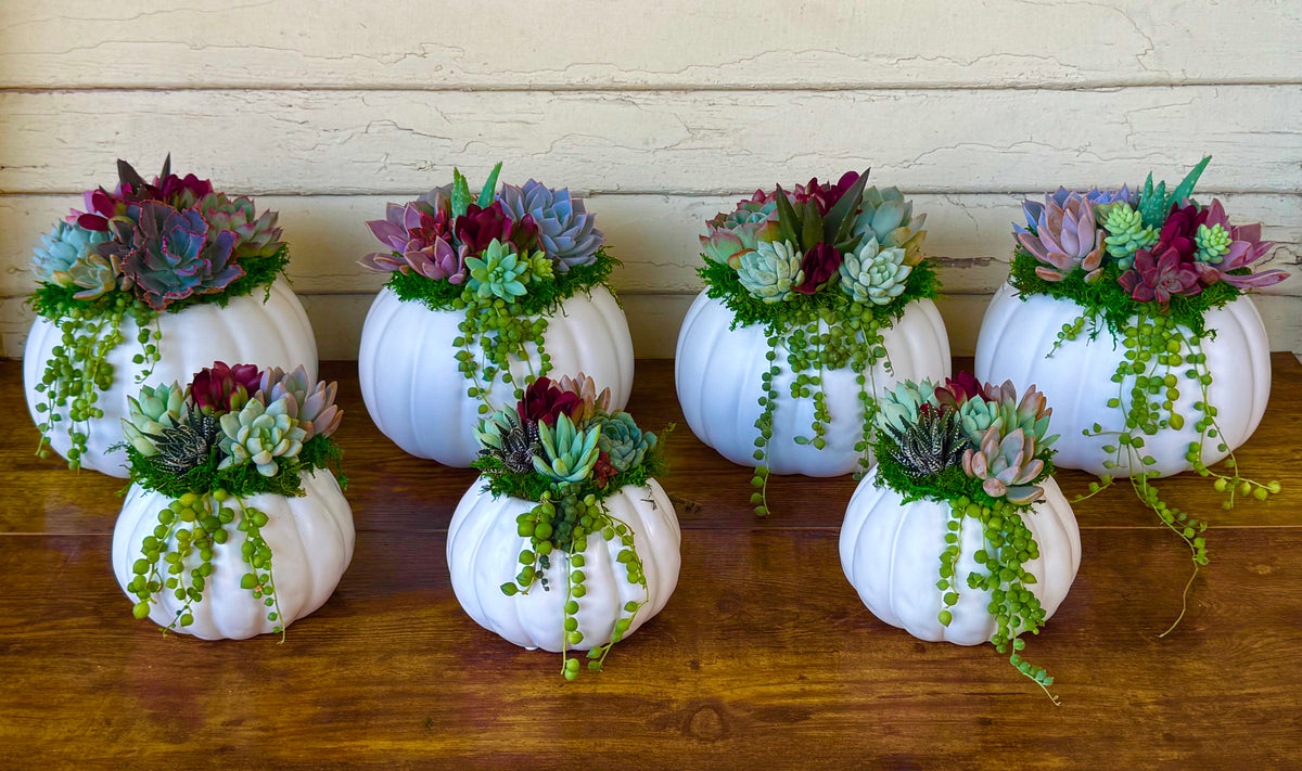 Succulent Pumpkin Arrangement – Ceramic Pot in Orange or Creamy White