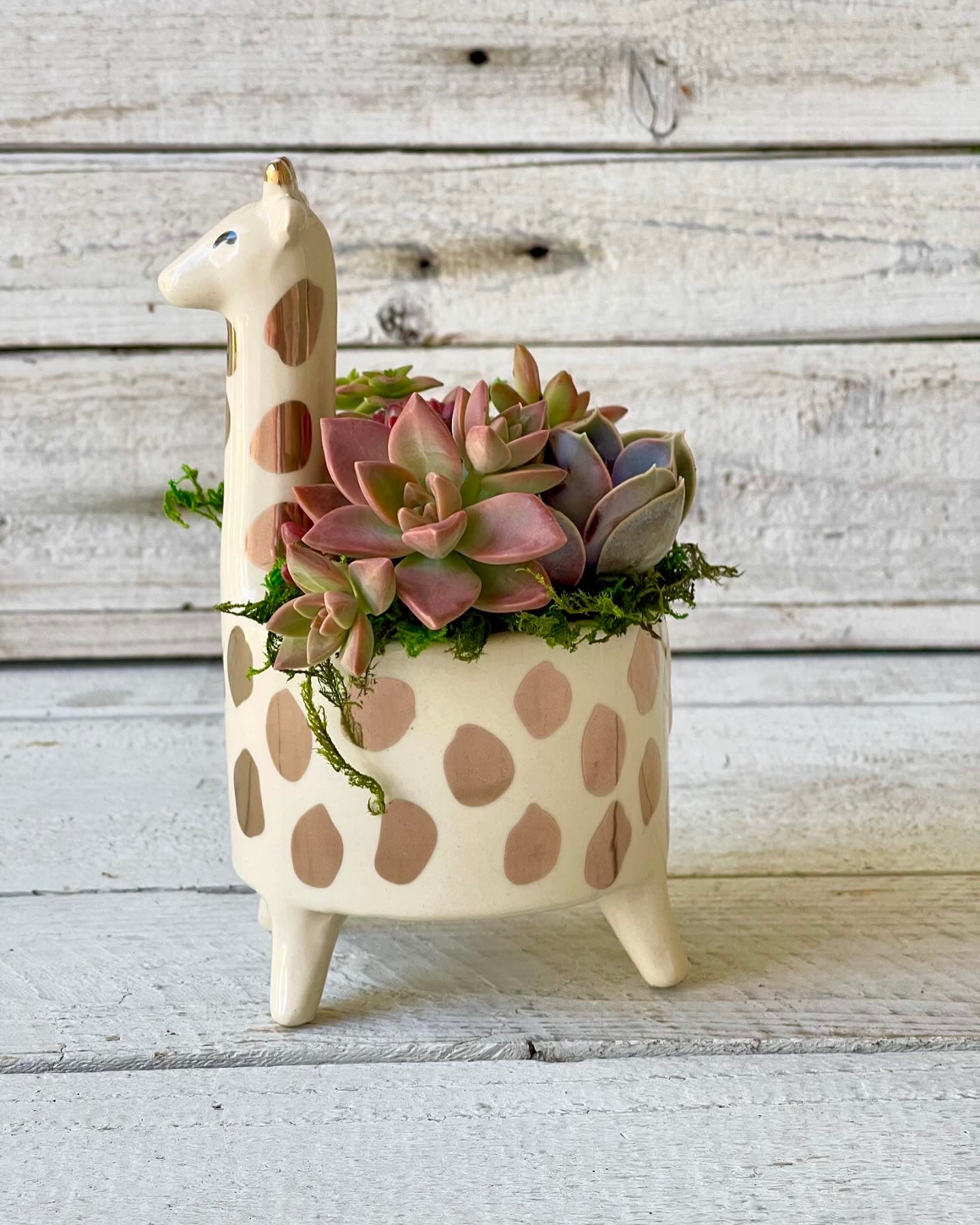 Whimsical Giraffe Planted with Living Succulents