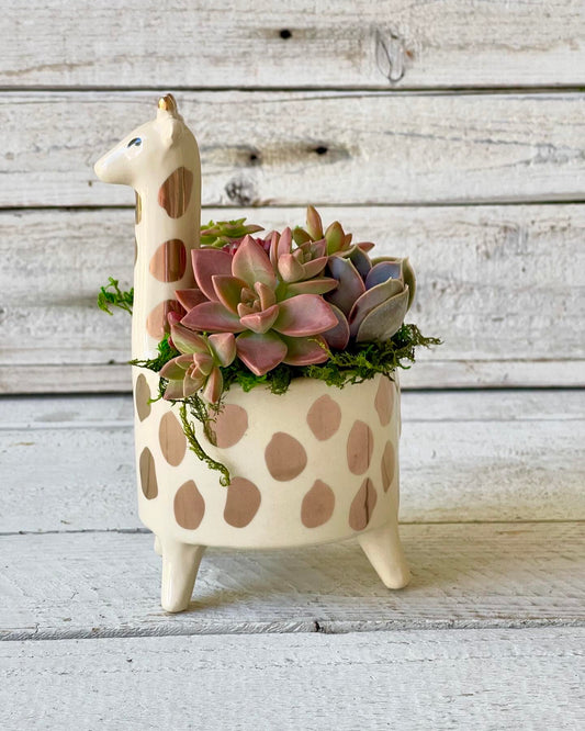 A 5-inch ceramic giraffe-shaped planter with soft beige and cream tones, accented by gold-glazed hand-painted spots. It stands on four petite legs, with a long, graceful neck extending upward. The lush succulent arrangement inside features rosy-hued and pastel-toned succulents, accented by delicate moss, against a rustic wooden backdrop.