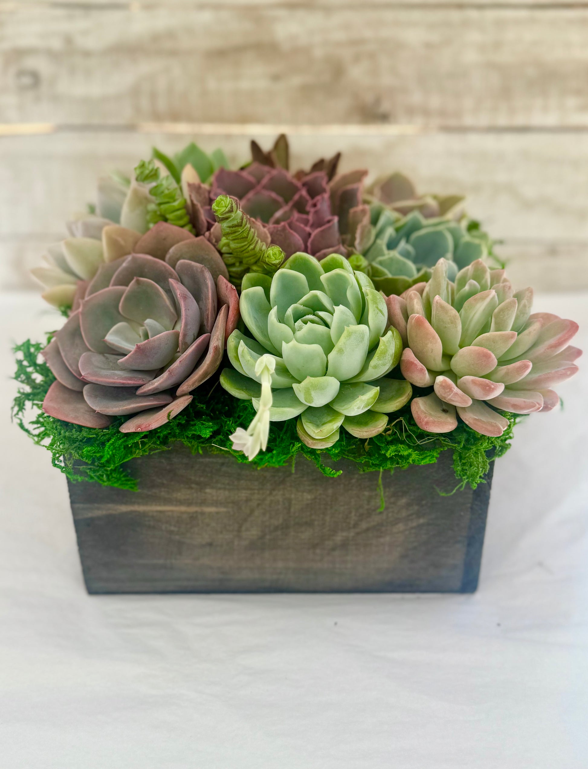 succulent plants arrangement photos Chloe Planter