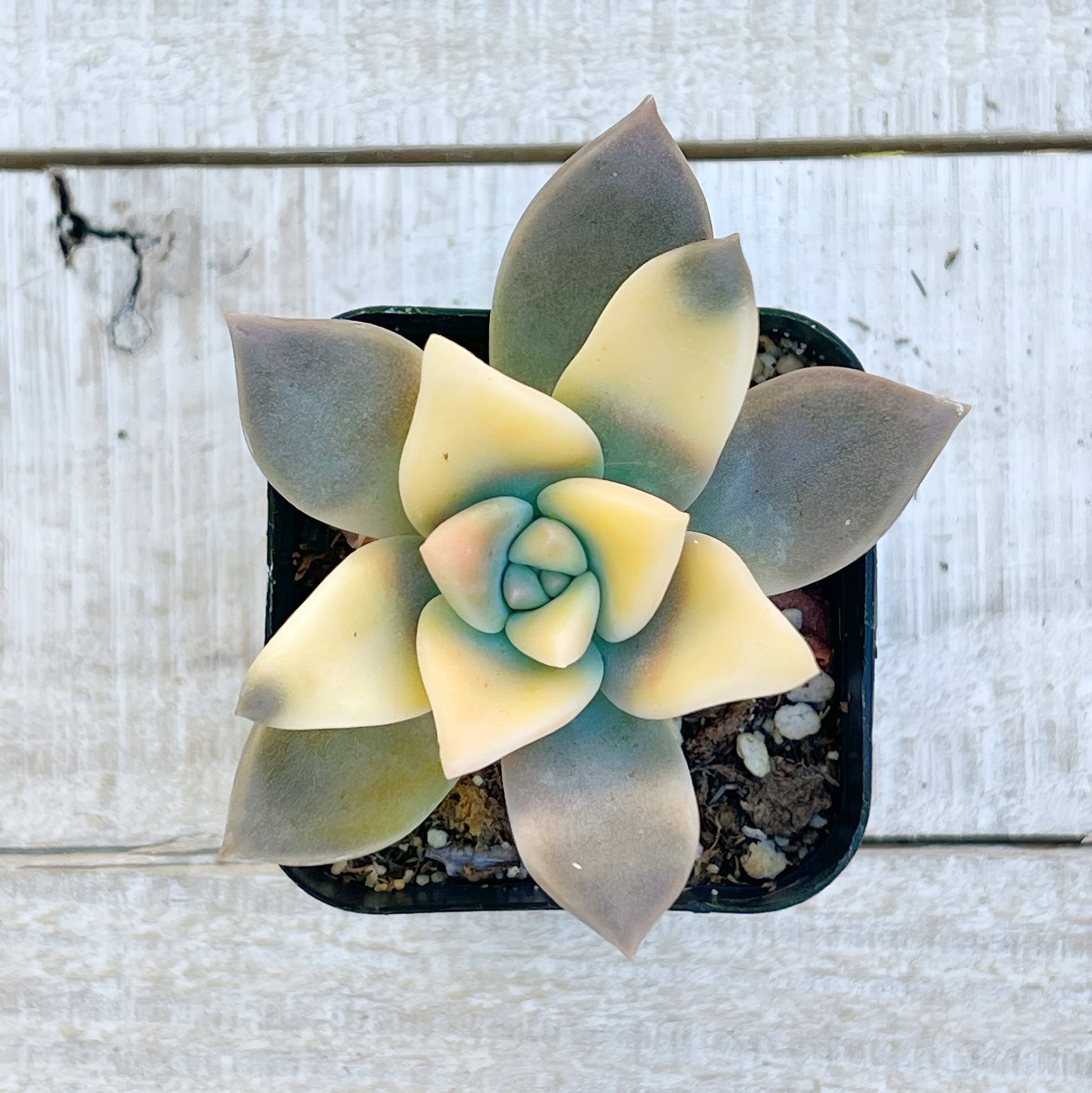 variegated ghost succulent Rare Graptopetalum paraguayense Veriegated Ghost Plant
