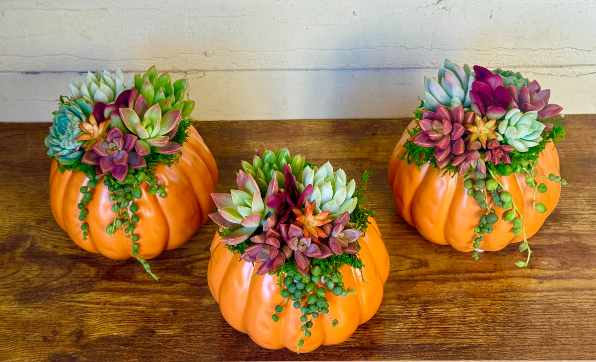 Succulent Pumpkin Arrangement – Ceramic Pot in Orange or Creamy White
