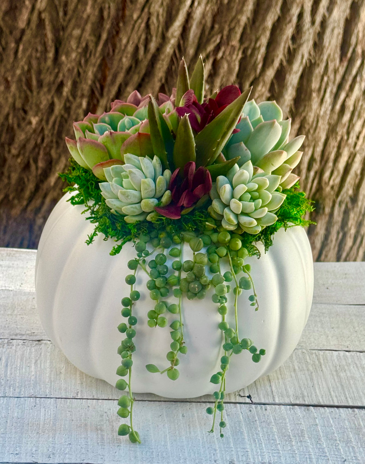 Succulent Pumpkin Arrangement – Ceramic Pot in Orange or Creamy White